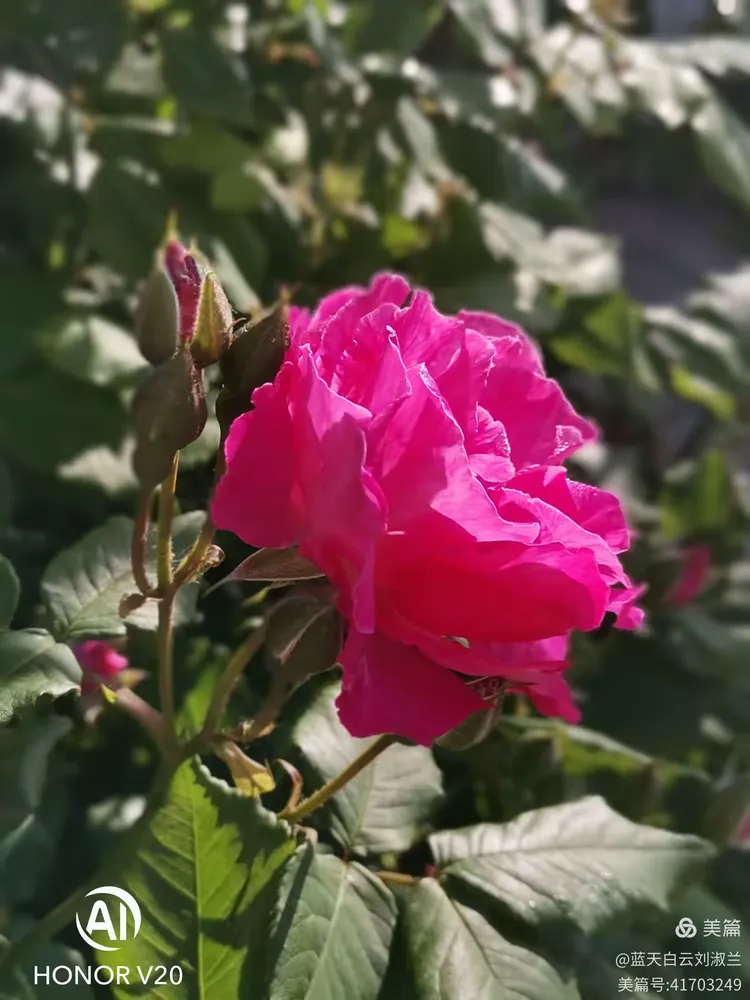 月季、枚瑰与蔷薇